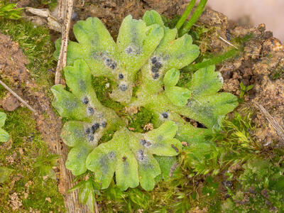 riccia glauca stature