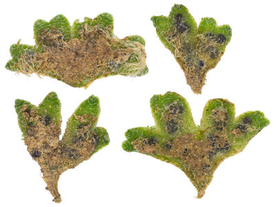 riccia glauca stature dorsal side