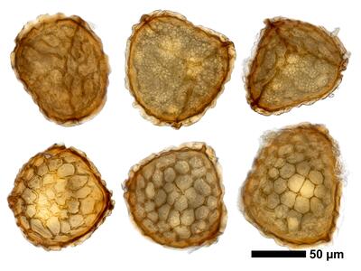 riccia gothica swe spores