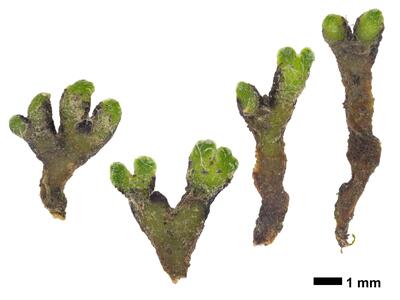 riccia gothica swe stature dorsal side