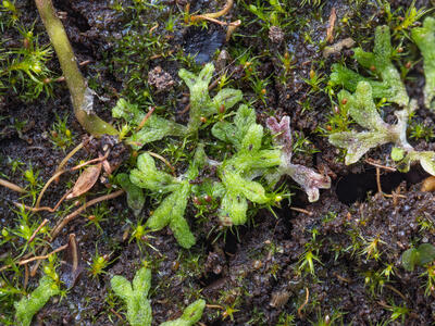 riccia huebeneriana swe detail