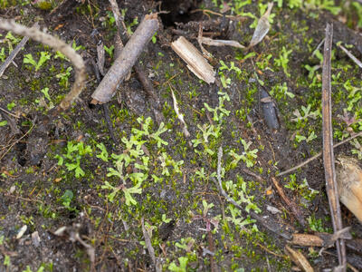 riccia huebeneriana swe habitat