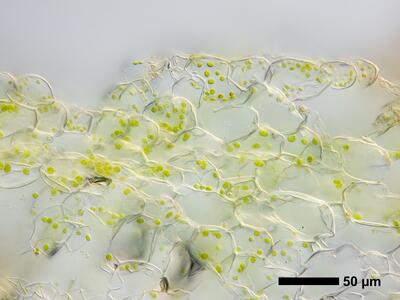 riccia huebeneriana swe thallus air pore cross section