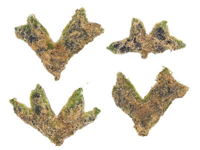 riccia sorocarpa stature dorsal side