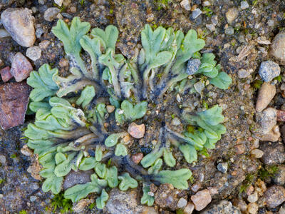 riccia sorocarpa swe stature
