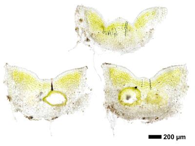 riccia sorocarpa swe thallus cross section