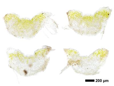 riccia subbifurca swe1 thallus cross section