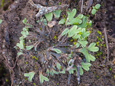 riccia subbifurca swe2 stature