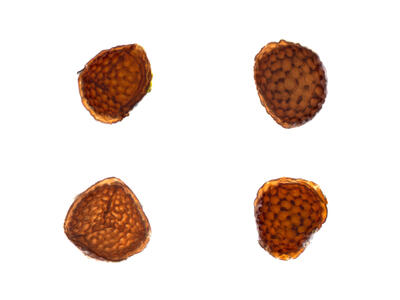 riccia warnstorfii spores