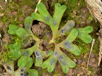 riccia warnstorfii stature