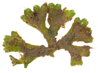 riccia warnstorfii stature dorsal side