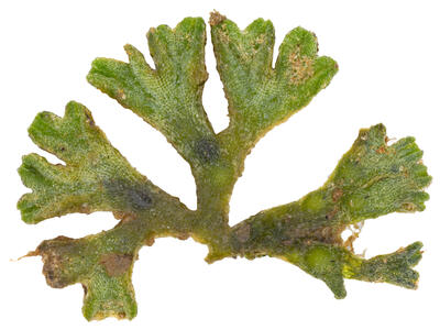riccia warnstorfii stature ventral side
