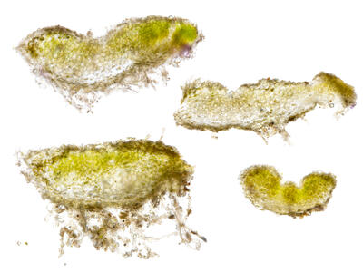 riccia warnstorfii thallus cross section