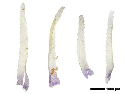 ricciocarpos natans bauchschuppen