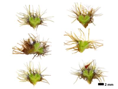 ricciocarpos natans habitus oberseite