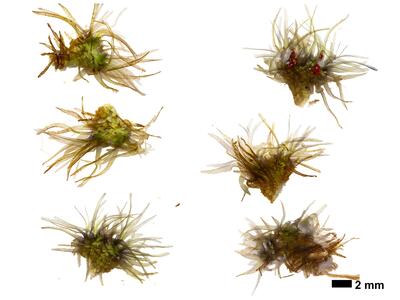 ricciocarpos natans habitus unterseite