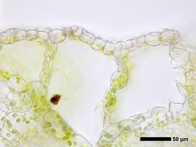 ricciocarpos natans thallus atempore quer