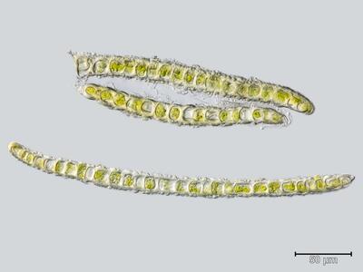 diplophyllum obtusifolium blatt quer