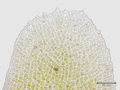 voucher diplophyllum obtusatum unterlappen blattspitze