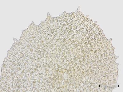 voucher diplophyllum obtusifolium oberlappen blattspitze