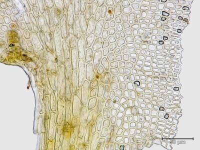 voucher diplophyllum taxifolium unterlappen blattbasis
