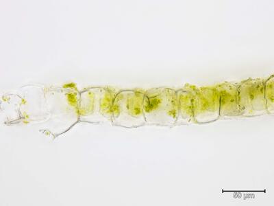 jungermannia confertissima blatt quer
