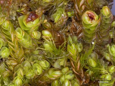 jungermannia gracillima habitus