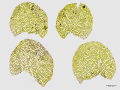 solenostoma sphaerocarpum flankenblatt