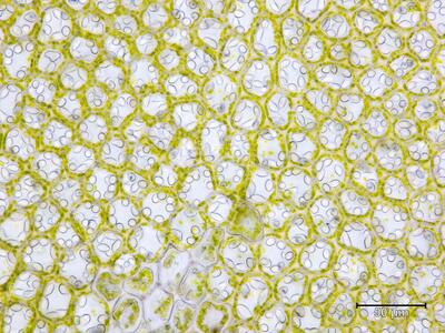 solenostoma sphaerocarpum flankenblatt blattmitte