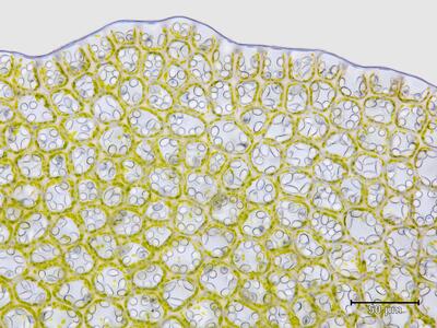 solenostoma sphaerocarpum flankenblatt blattrand