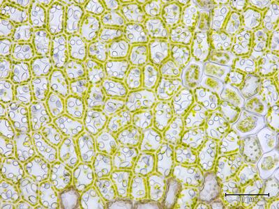 solenostoma sphaerocarpum flankenblatt obere blattmitte