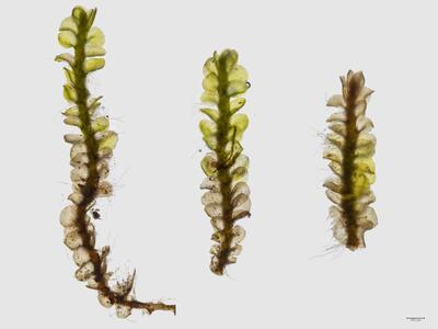 solenostoma sphaerocarpum habitus unterseite