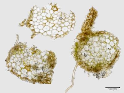 solenostoma sphaerocarpum stamm quer