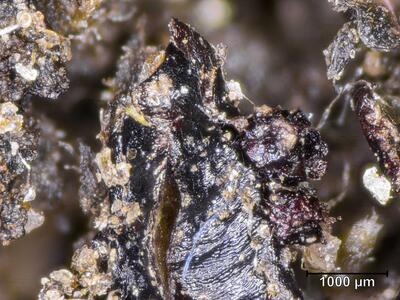 targionia hypophylla antheridienstand