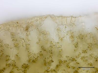targionia hypophylla atempore quer
