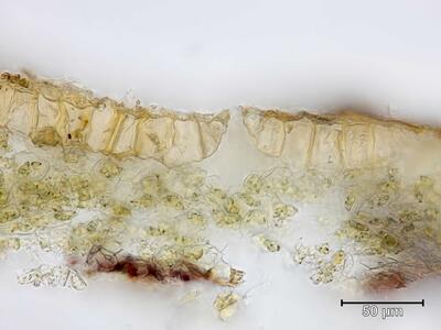 targionia hypophylla atempore quer 2