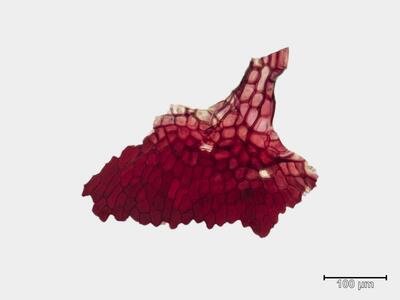 targionia hypophylla bauchschuppe