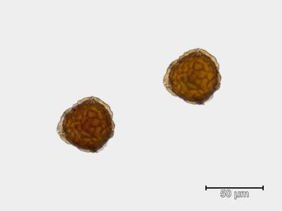 targionia hypophylla sporen