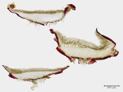 targionia hypophylla thallus quer