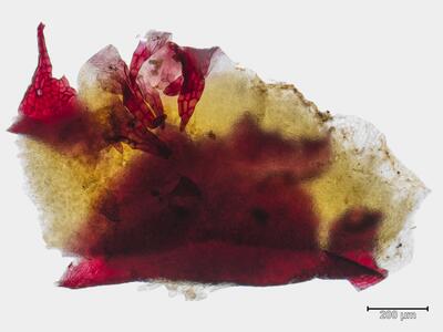 targionia hypophylla thallusrand