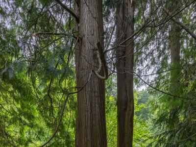 thuja plicata