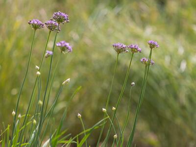 allium angulosum