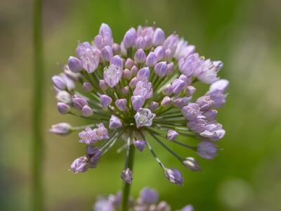 allium angulosum detail