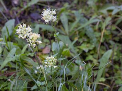 allium ericetorum