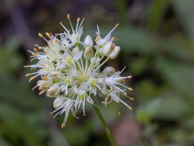allium ericetorum detail
