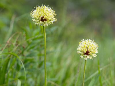 allium victorialis