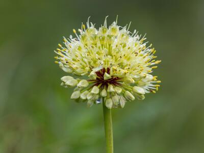 allium victorialis detail