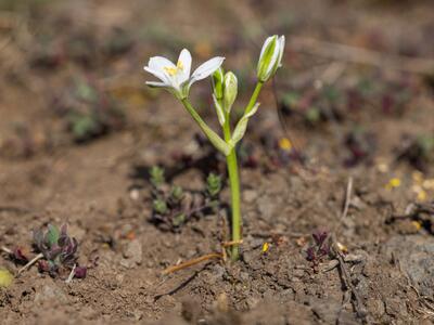 ornithogalum angustifolium