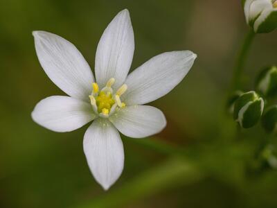 ornithogalum angustifolium detail