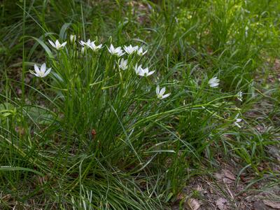ornithogalum angustifolium habitus